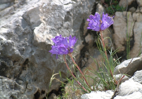 Campanula scheuchzeri subsp. pseudostenocodon / Campanula falsa stenocodon